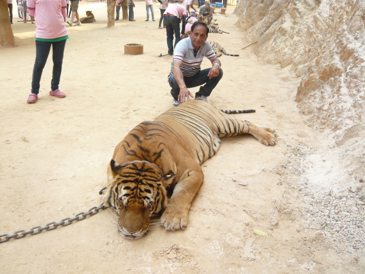 Day 7 - Visited Tiger Temple With Family : Kanchanaburi, Thailand (Mar'14) 8