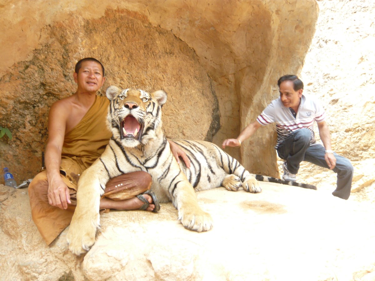 Day 7 - Visited Tiger Temple With Family : Kanchanaburi, Thailand (Mar'14) 11
