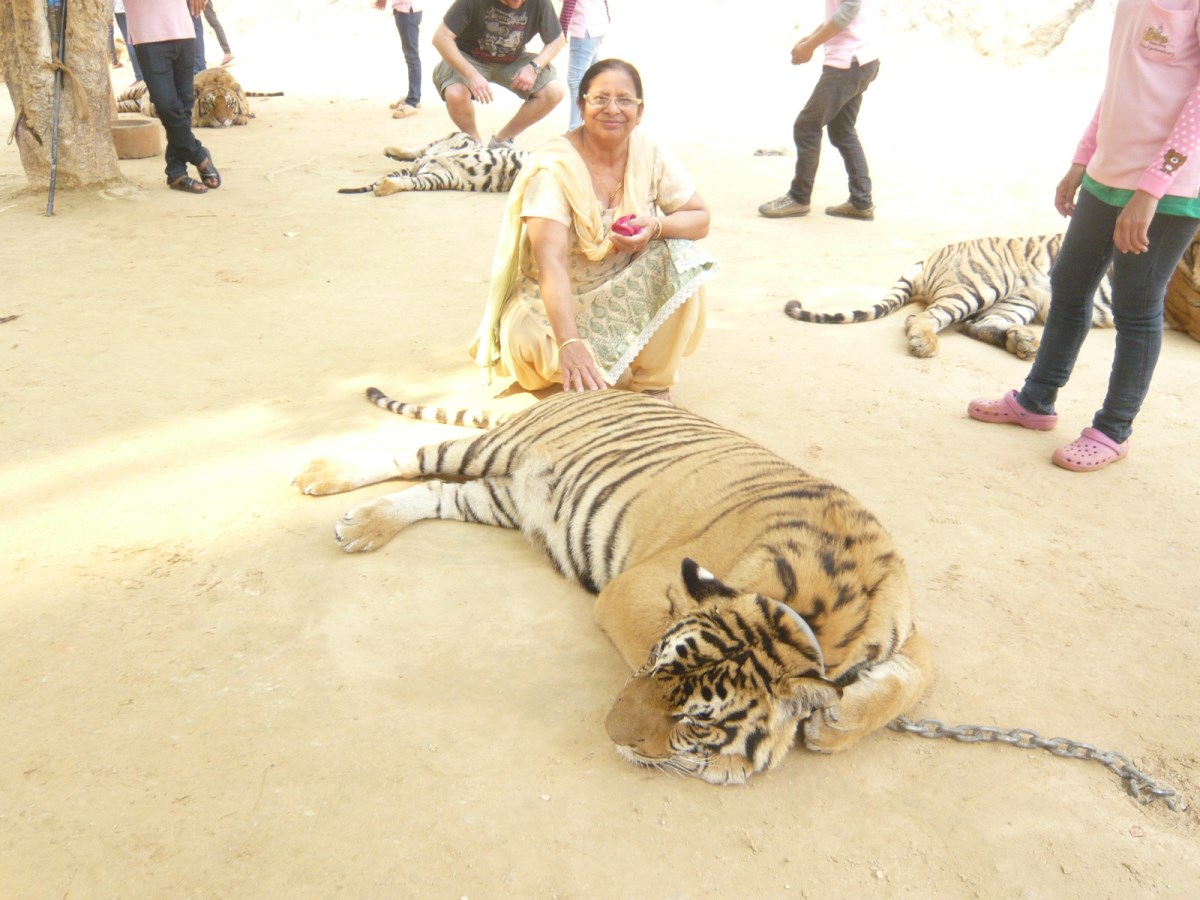 Day 7 - Visited Tiger Temple With Family : Kanchanaburi, Thailand (Mar'14) 12