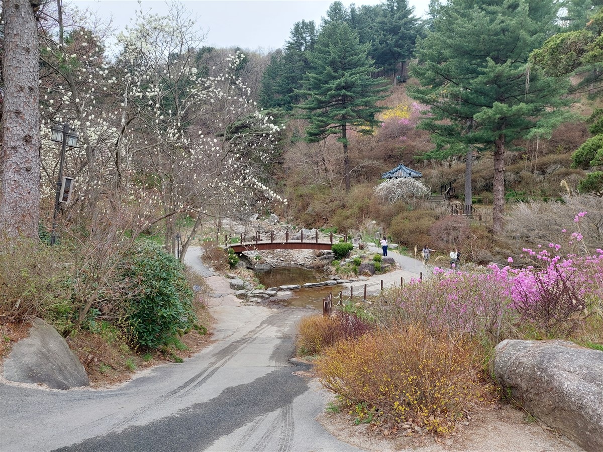 Day 5 - Morning Visit To "The Garden of Morning Calm" : Gapyeong-gun, South Korea (Apr'24) 10