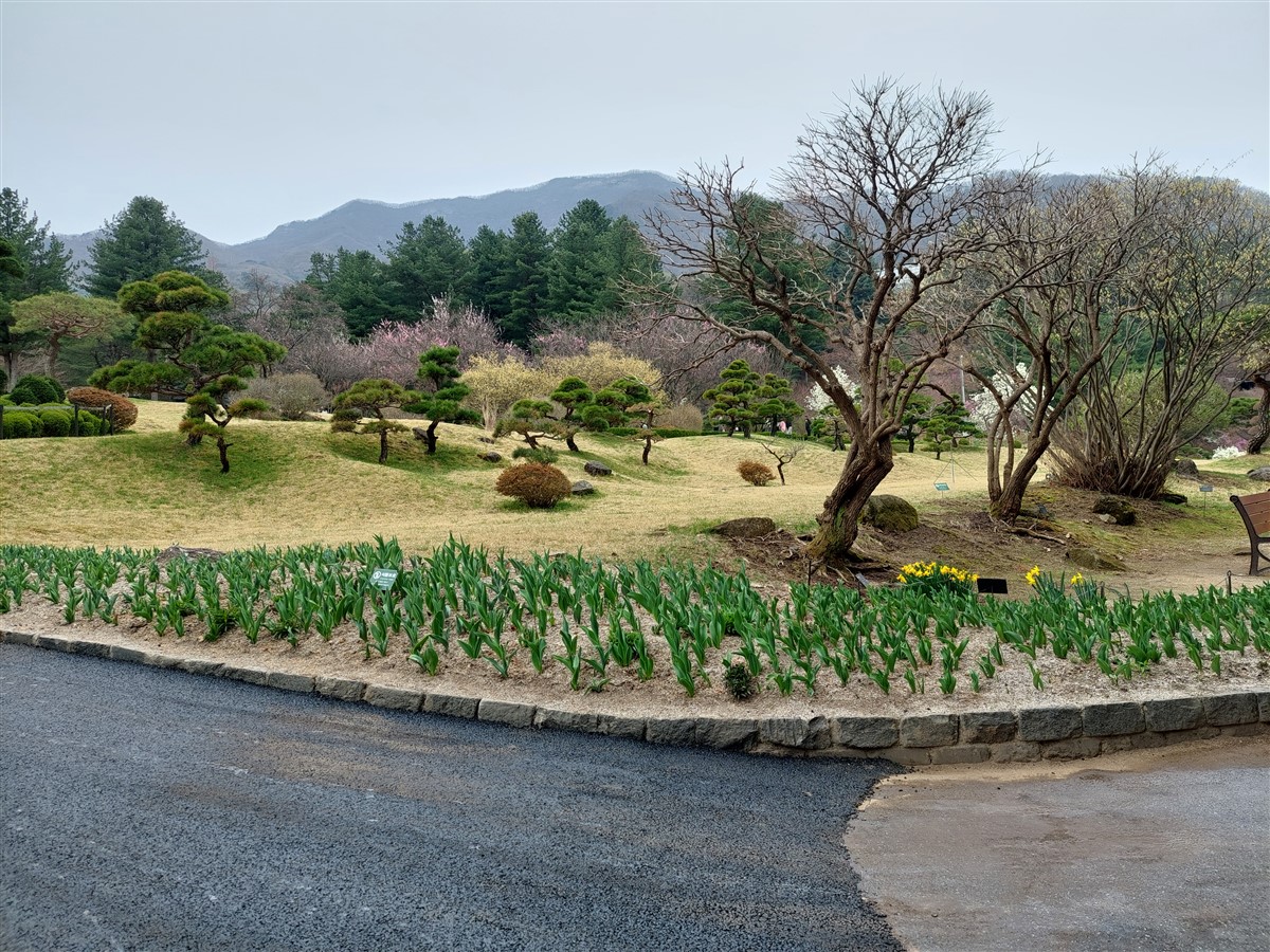 Day 5 - Morning Visit To "The Garden of Morning Calm" : Gapyeong-gun, South Korea (Apr'24) 3