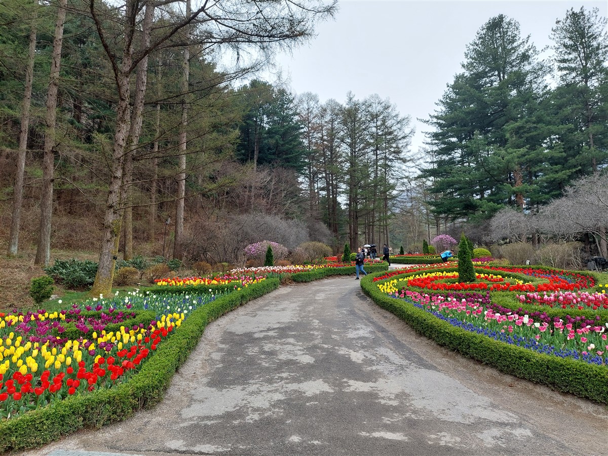 Day 5 - Morning Visit To "The Garden of Morning Calm" : Gapyeong-gun, South Korea (Apr'24) 11