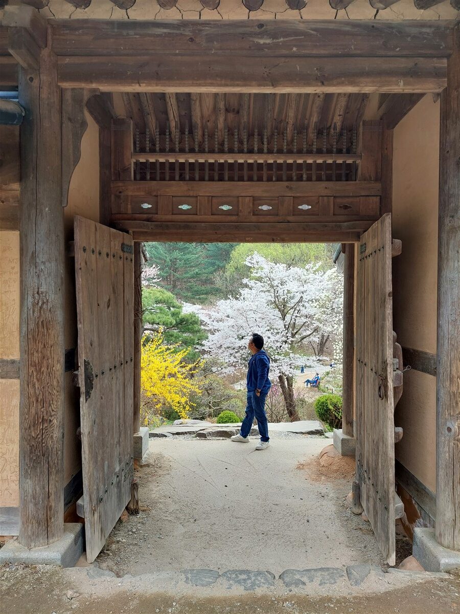 Day 5 - Morning Visit To "The Garden of Morning Calm" : Gapyeong-gun, South Korea (Apr'24) 17