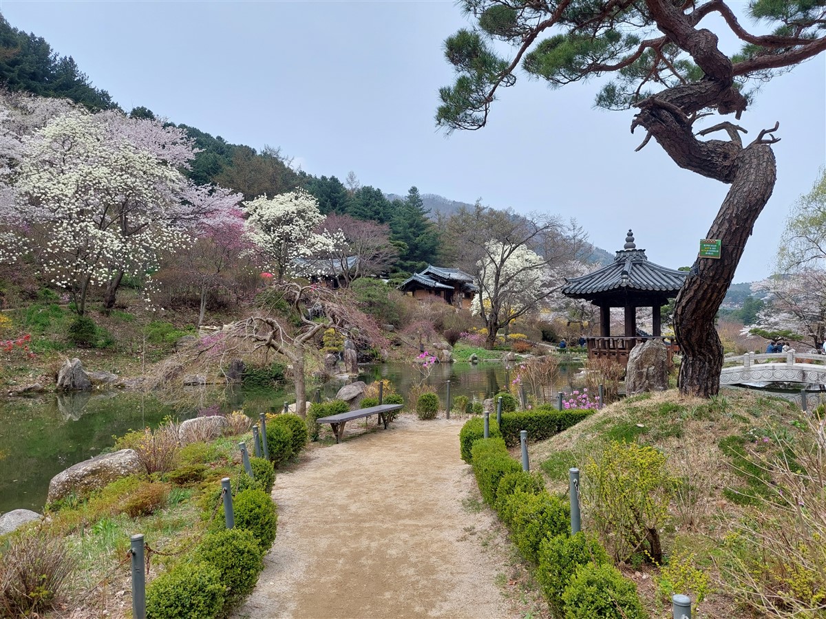 Day 5 - Morning Visit To "The Garden of Morning Calm" : Gapyeong-gun, South Korea (Apr'24) 21