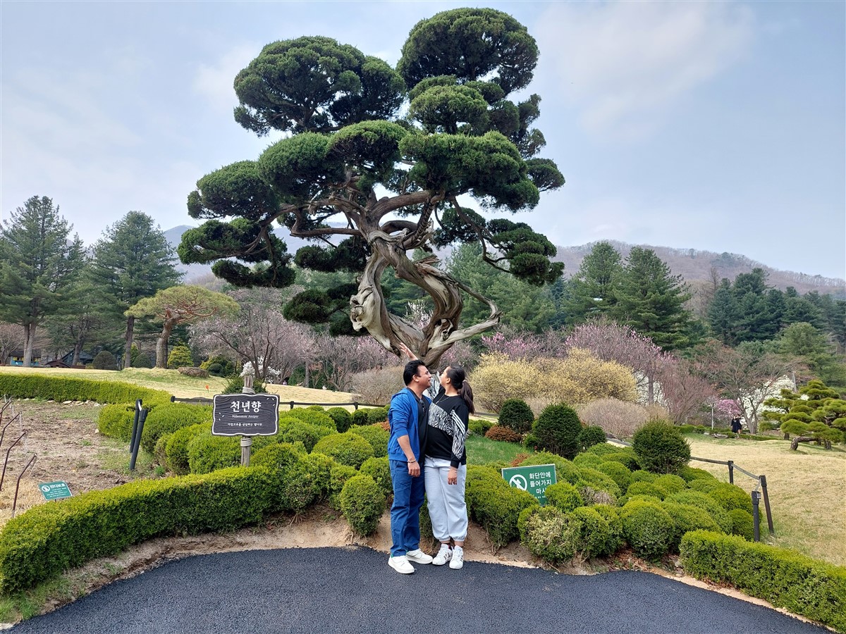 Day 5 - Morning Visit To "The Garden of Morning Calm" : Gapyeong-gun, South Korea (Apr'24) 25