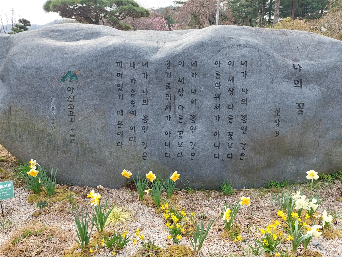 Day 5 - Morning Visit To "The Garden of Morning Calm" : Gapyeong-gun, South Korea (Apr'24) 26